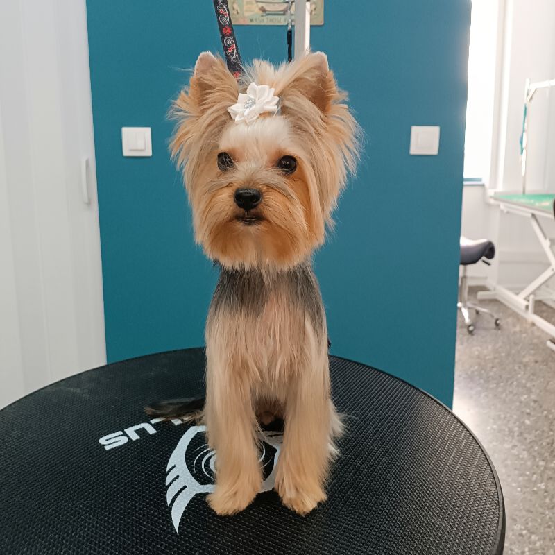 Σκυλάκι μετά τον καλλωπισμό