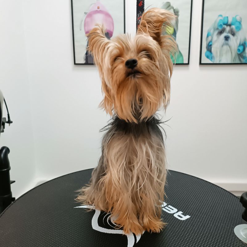 Σκυλάκι πριν τον καλλωπισμό