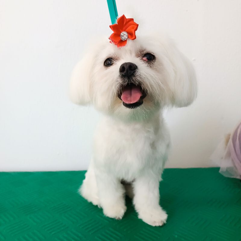 Σκυλάκι μετά τον καλλωπισμό