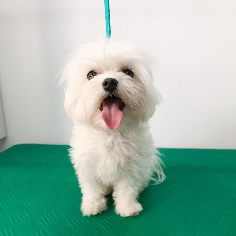 Σκυλάκι πριν τον καλλωπισμό