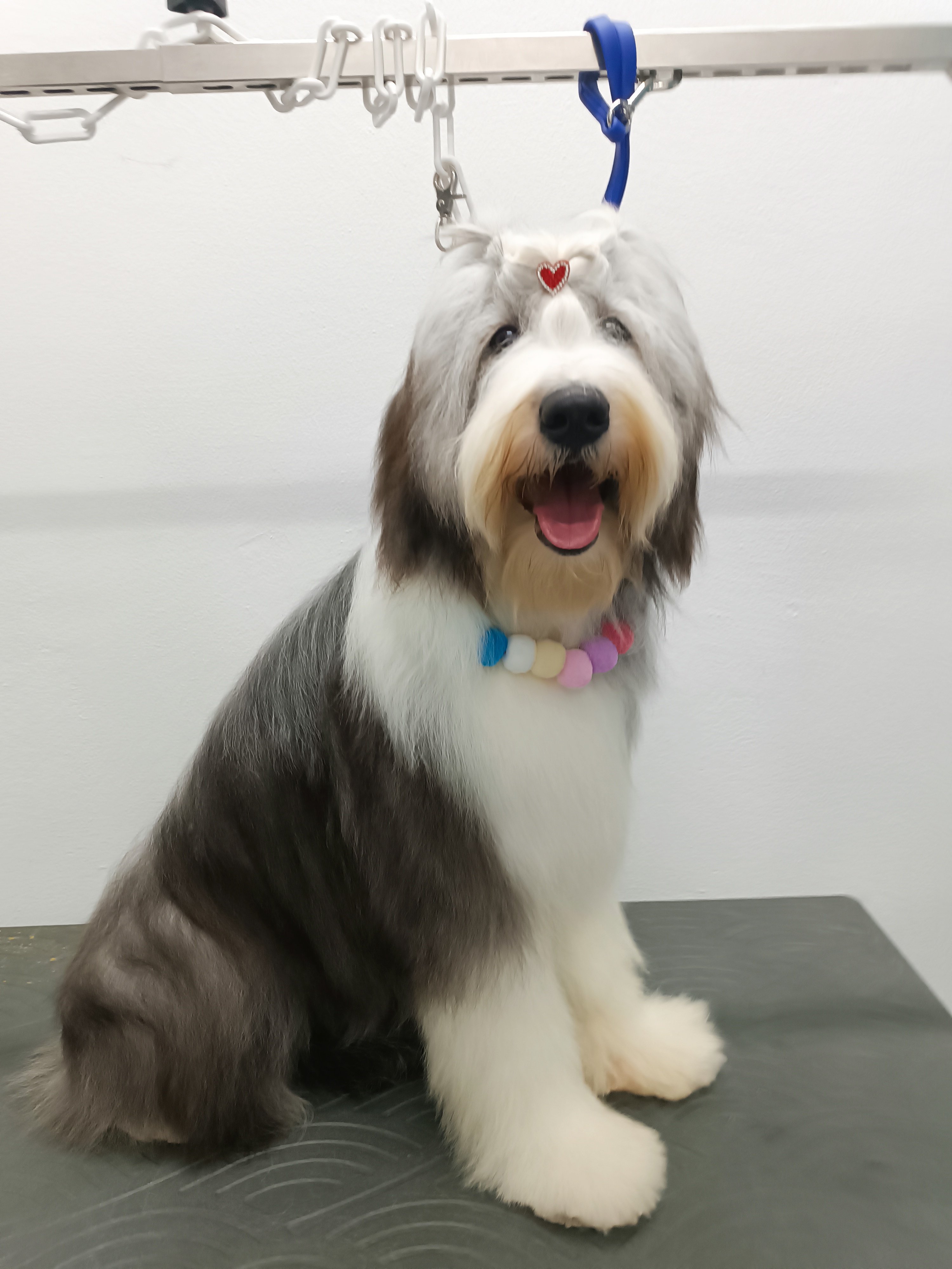 Σκυλάκι μετά τον καλλωπισμό