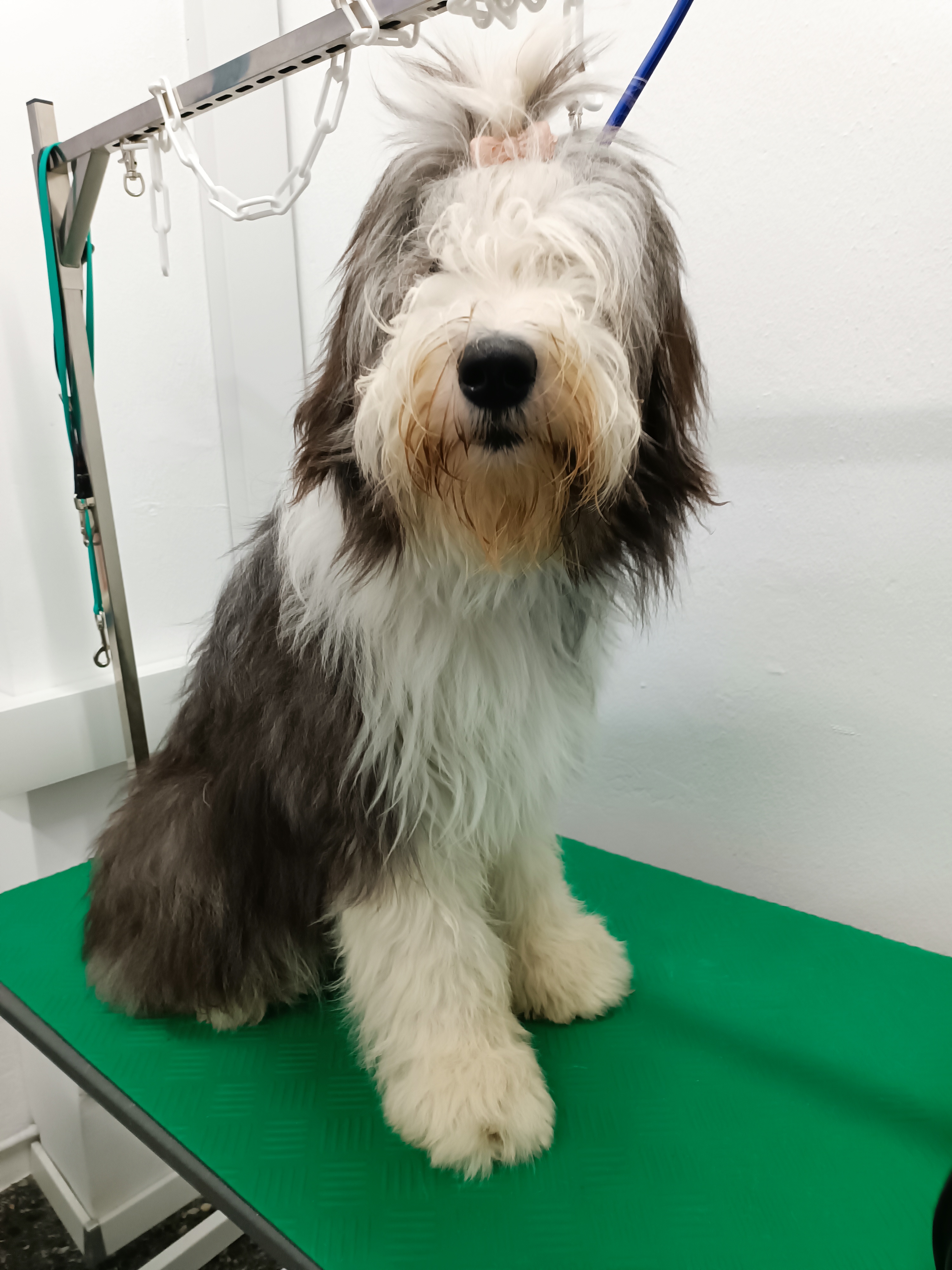 Σκυλάκι πριν τον καλλωπισμό