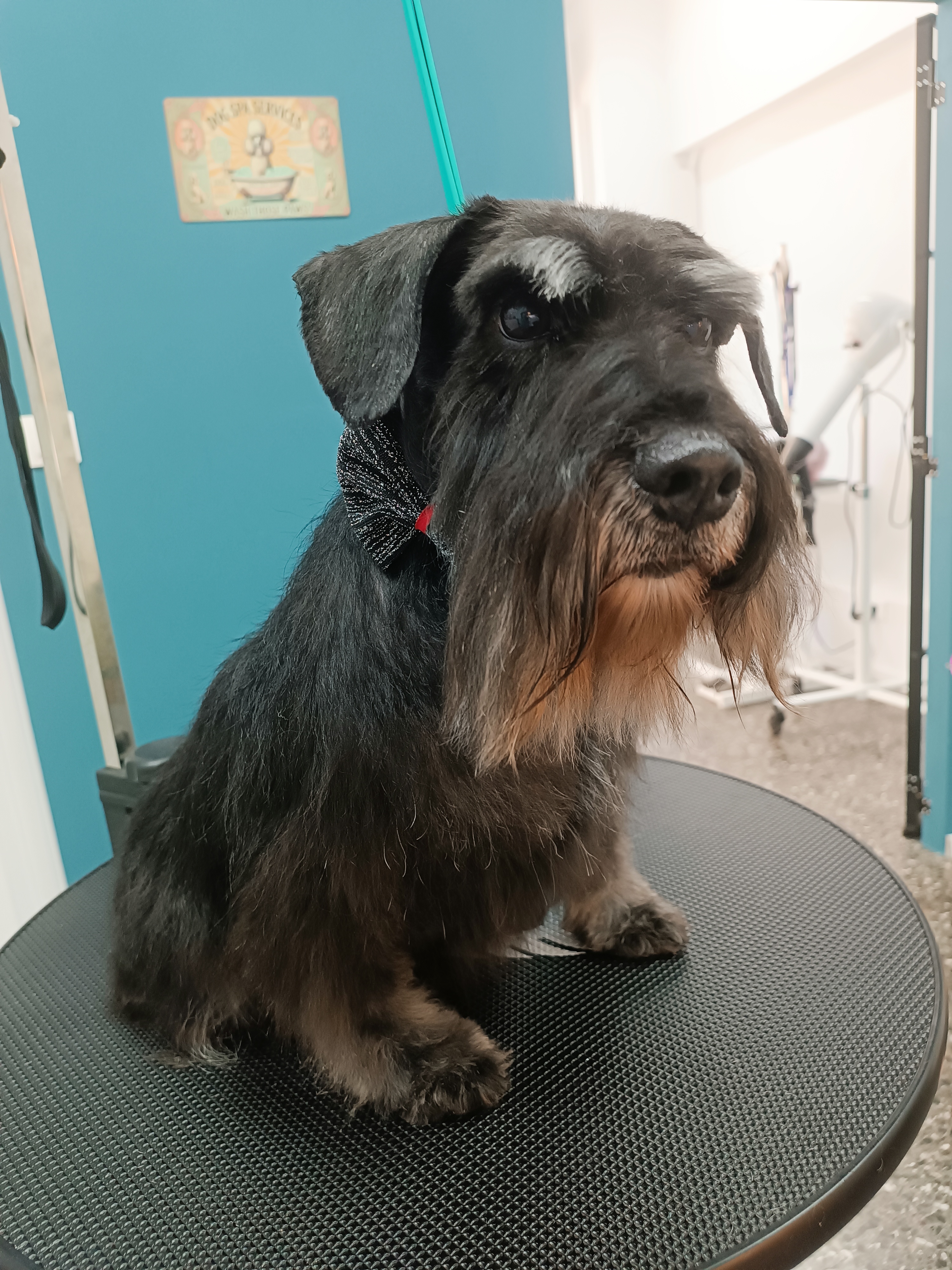 Σκυλάκι μετά τον καλλωπισμό