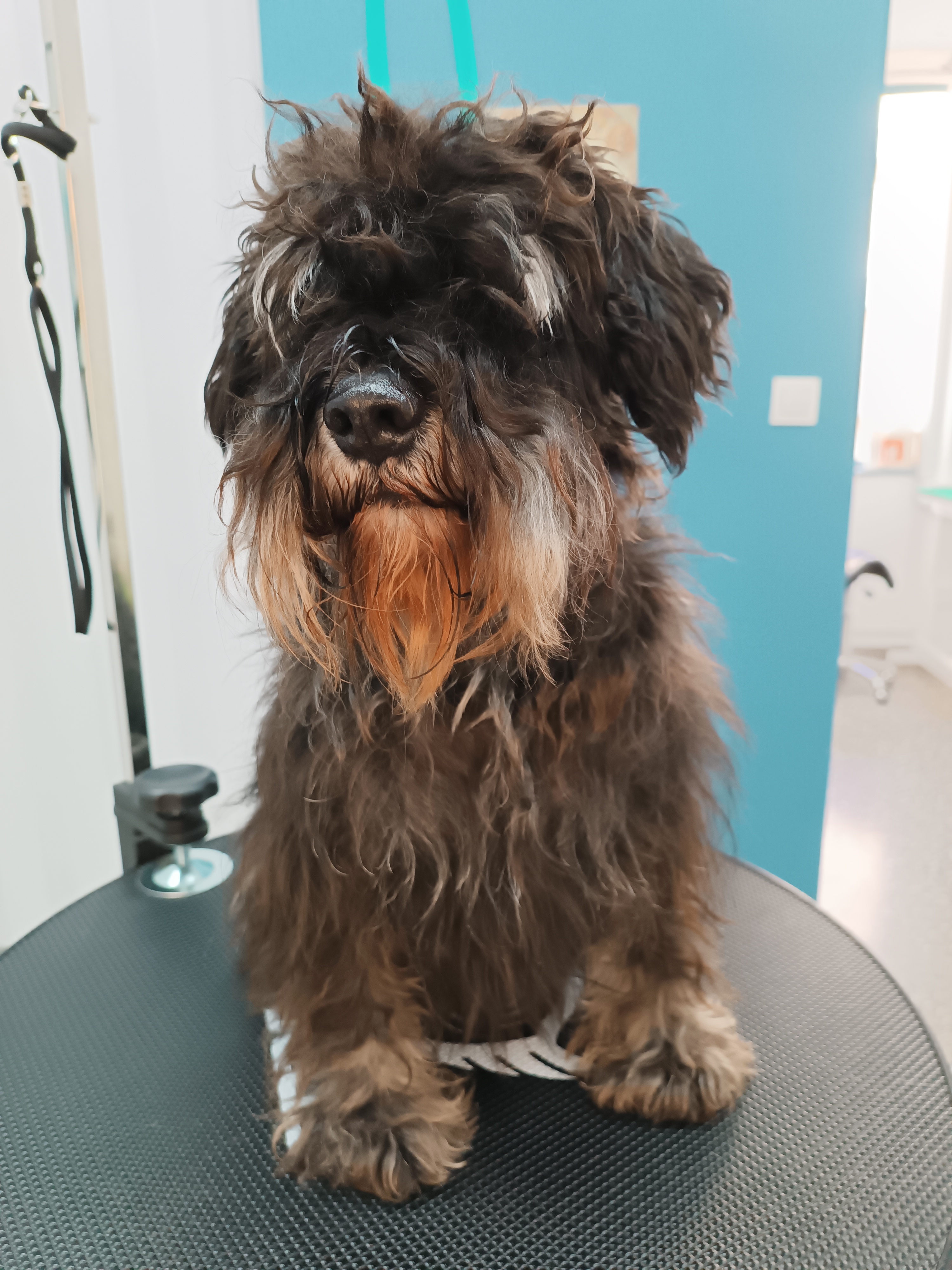 Σκυλάκι πριν τον καλλωπισμό