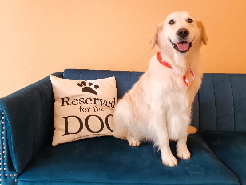 Σκύλος που απολαμβάνει την περιποίηση στο Pawsh